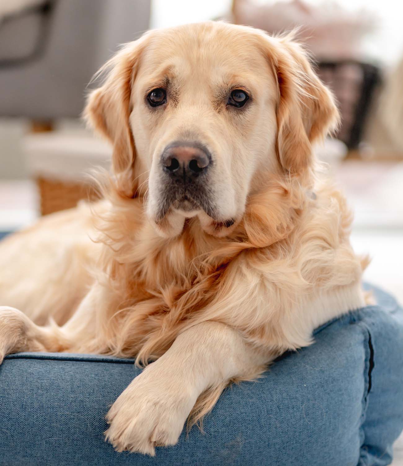 Transforming an IT System for an Industry Leader